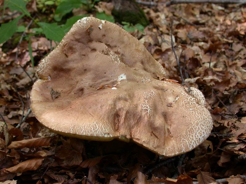 Boletus aestivalis